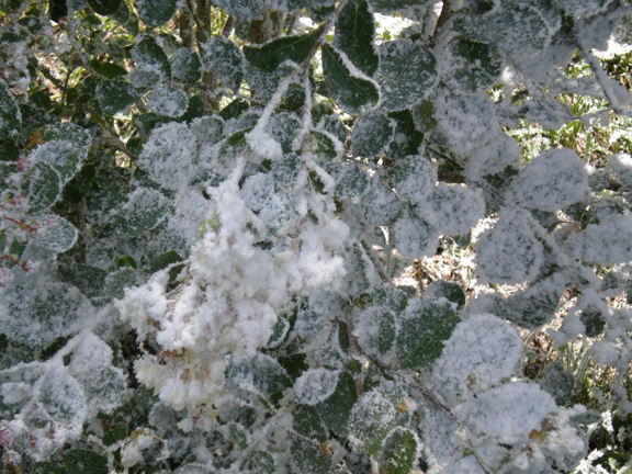 fake snow sprayed snow  Leave flocked