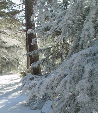 fake ground snow as real as mother nature