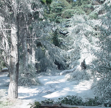 fake ground snow Snowcel applied to an wooded area